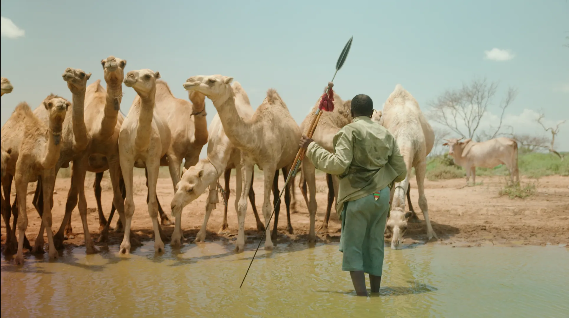 Camels drinking water